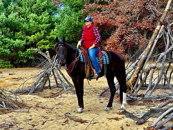 husband-safe-friesian-horse