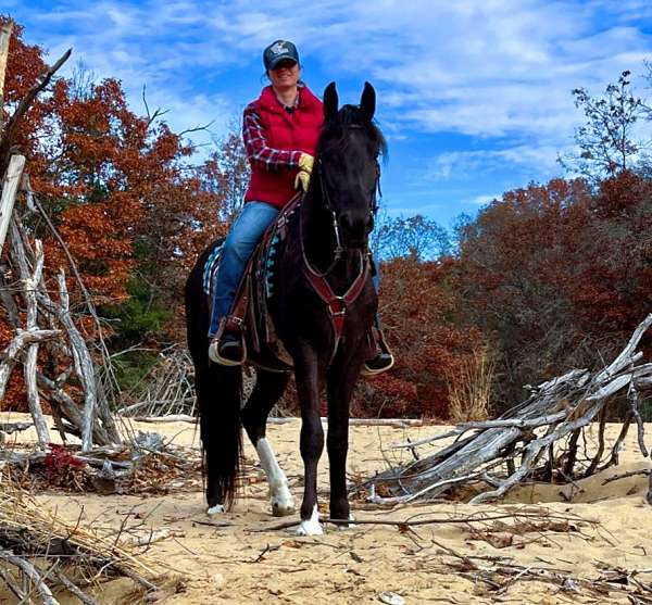 all-around-friesian-horse