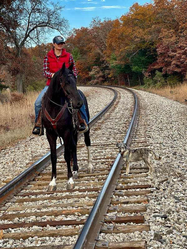 athletic-friesian-horse