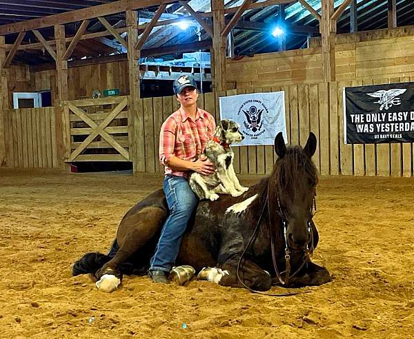 dressage-friesian-horse