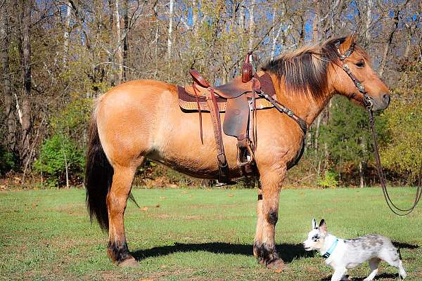 team-penning-fjord-horse