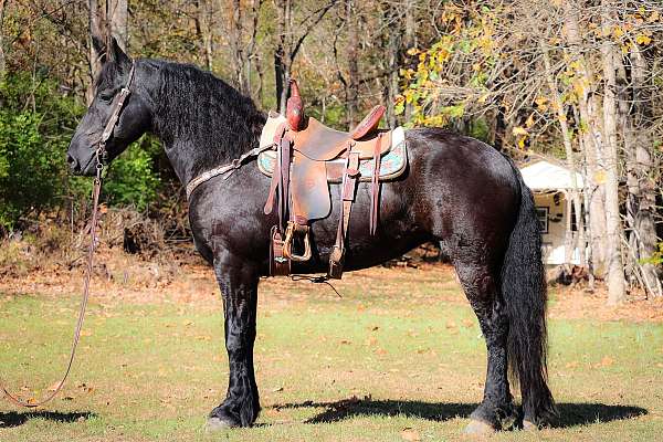 working-ca-friesian-horse