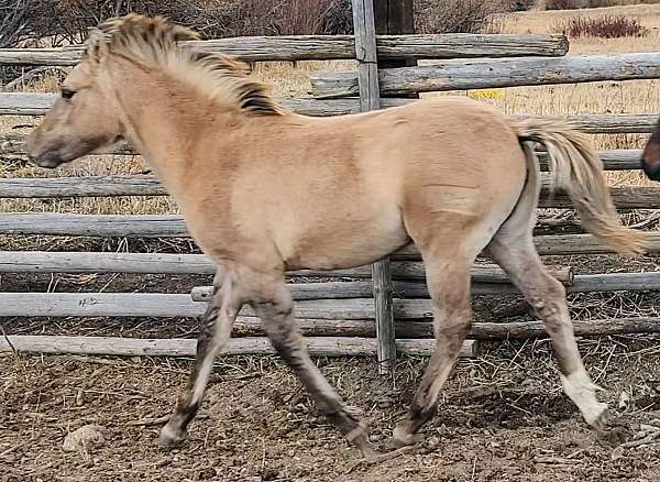 built-fjord-horse