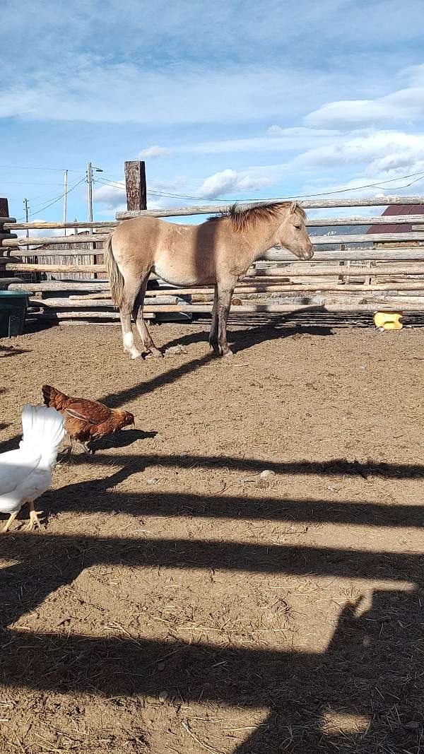 branded-fjord-horse