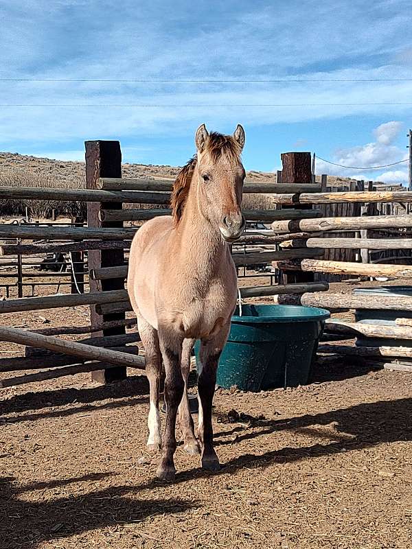 gray-fjord-horse