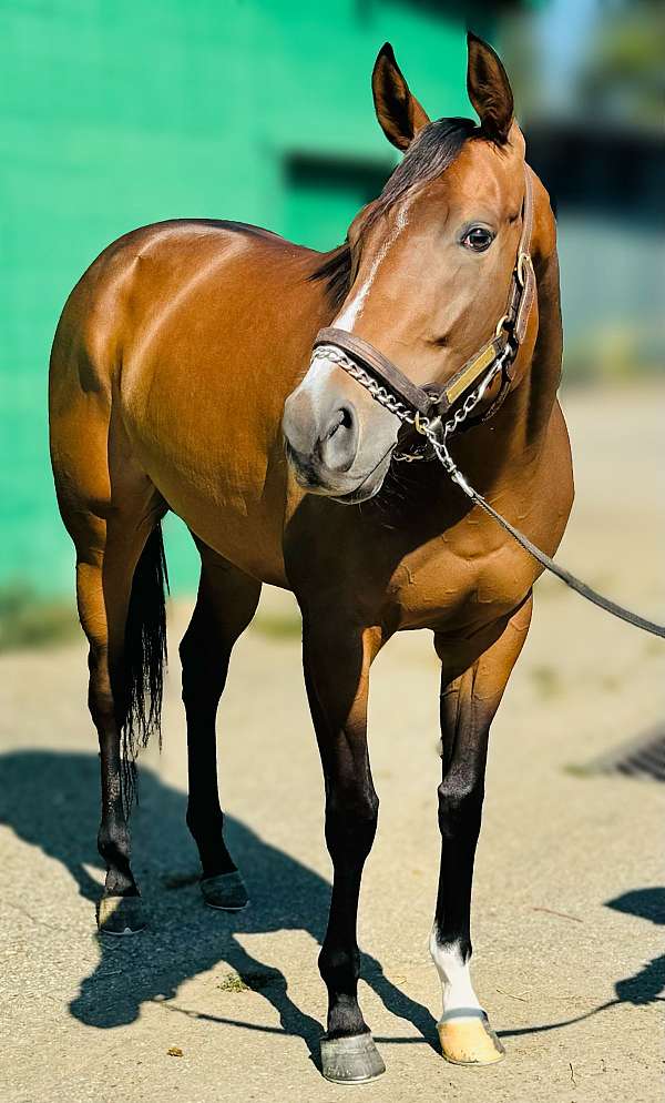 hunter-under-sa-thoroughbred-horse