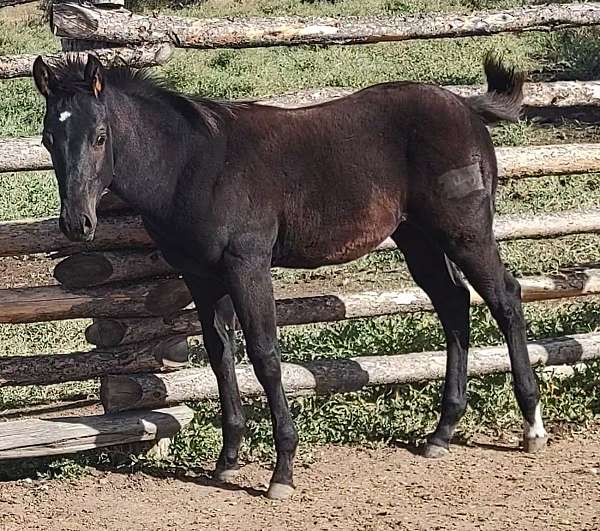 diamond-duro-quarter-horse