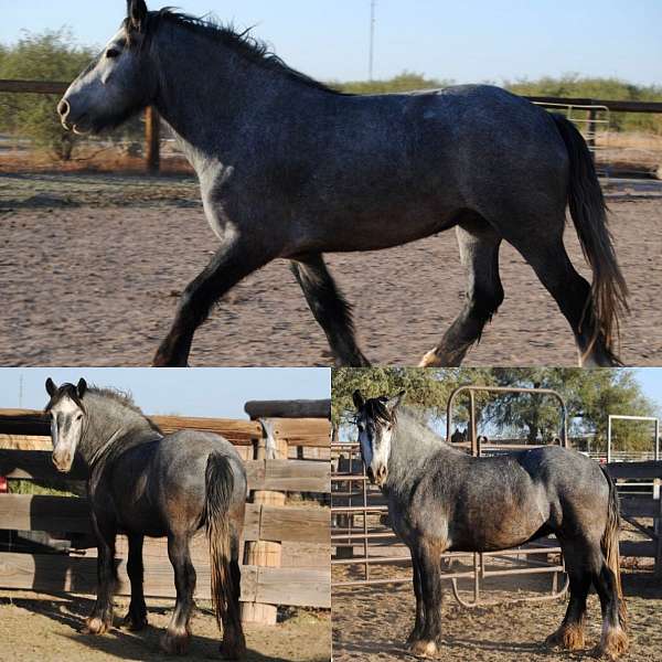 sd-gypsy-vanner-horse