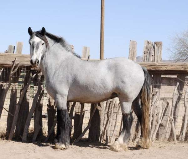 sd-gypsy-vanner-horse