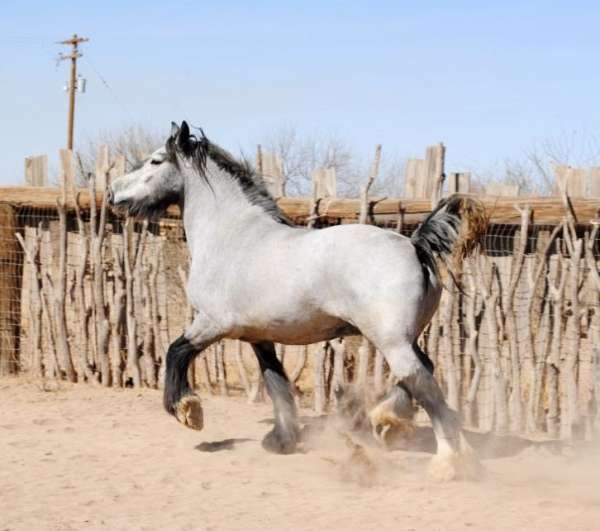 brick-house-gypsy-vanner-horse