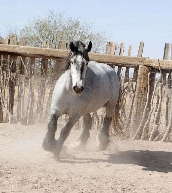 grande-gypsy-vanner-horse