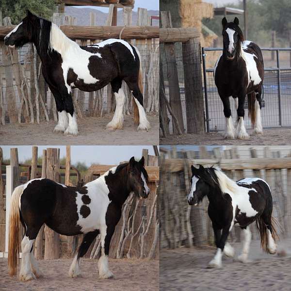 black-gvhs-foal