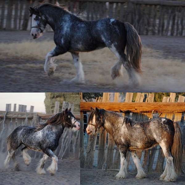 blue-sabino-gypsy-vanner-pony