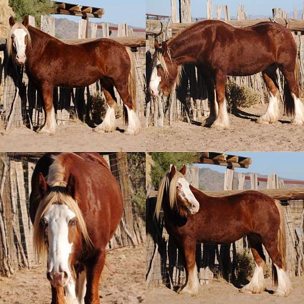 flaxen-mane-tail-gypsy-vanner-horse