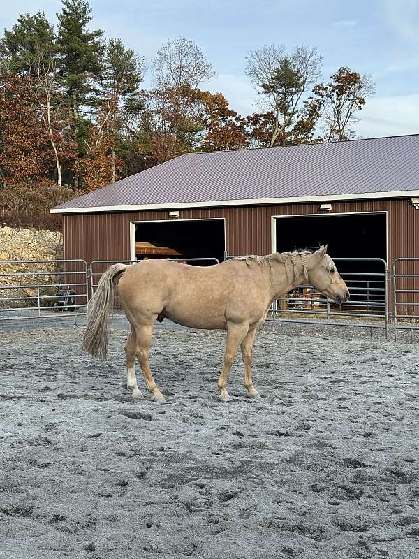 quarter-horse-gelding