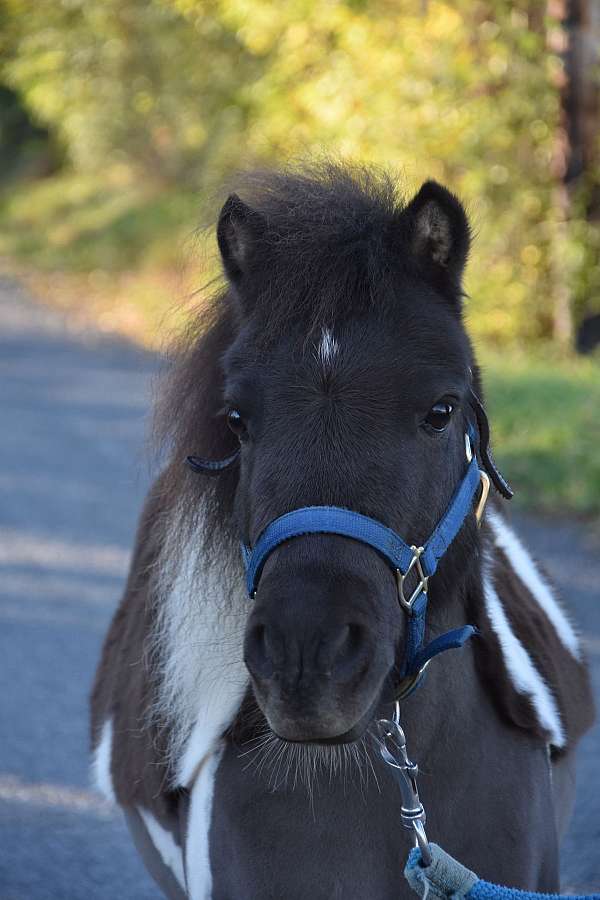 dark-brown-white-horse