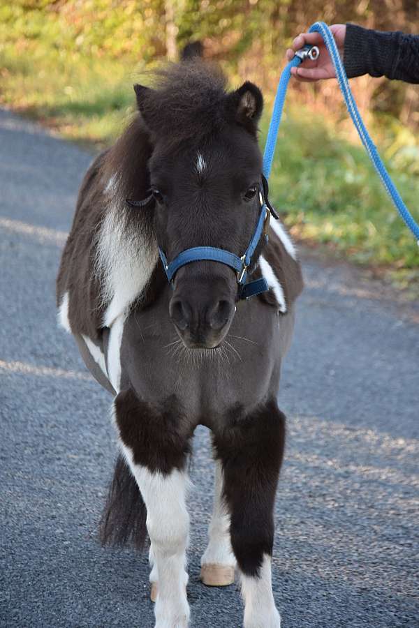 drives-miniature-horse