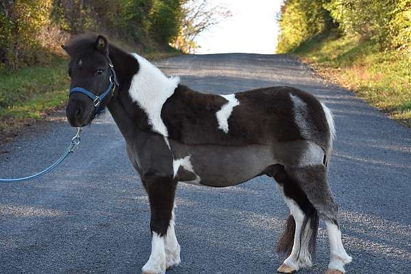 34-miniature-horse