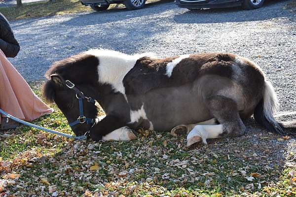 mini-miniature-horse