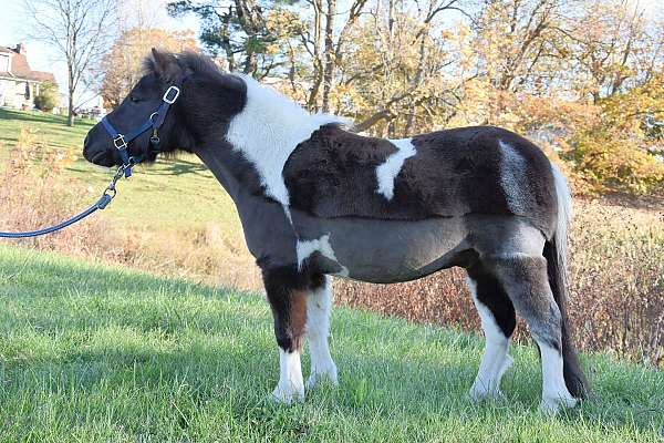 small-miniature-horse