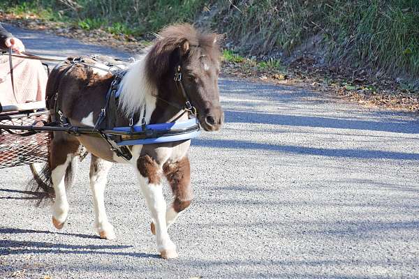 gelding-miniature-horse