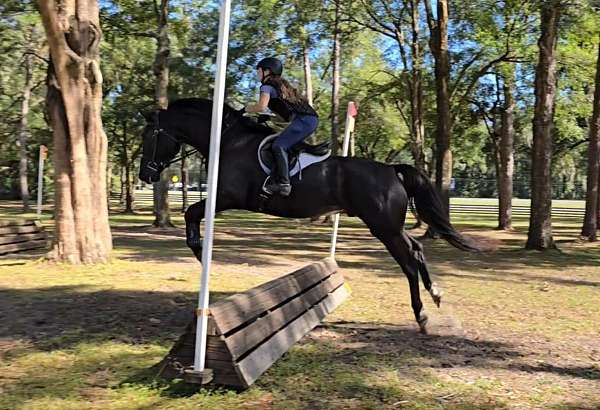 jumper-warmblood-horse