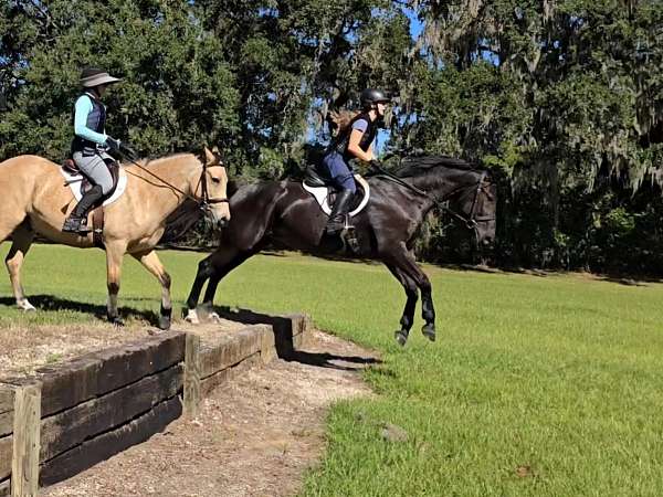 dressage-warmblood-horse