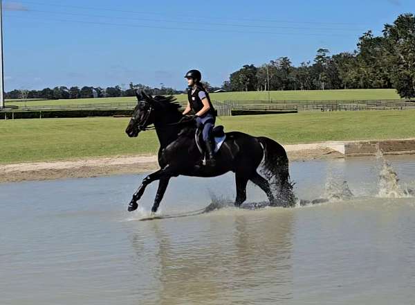 all-around-warmblood-horse