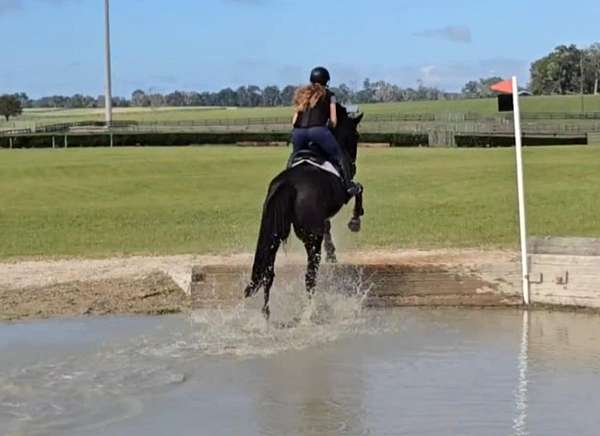 athletic-warmblood-horse