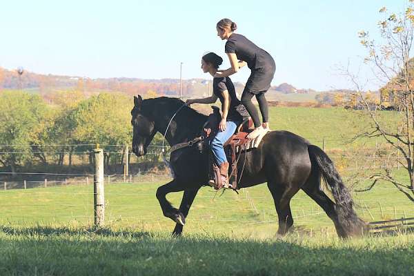 black-no-markings-horse