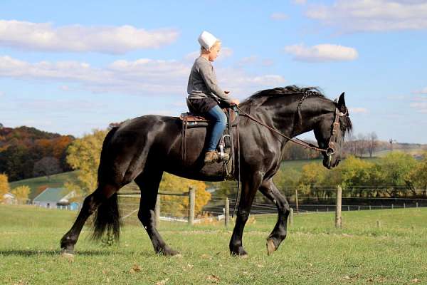 friesian-cross-horse