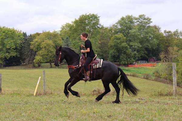 youth-friendly-friesian-horse