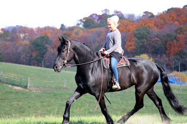 trail-riding-friesian-horse