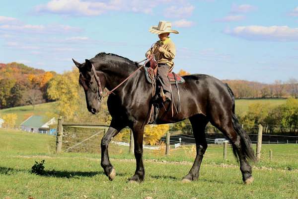 cde-driving-prospect-friesian-horse