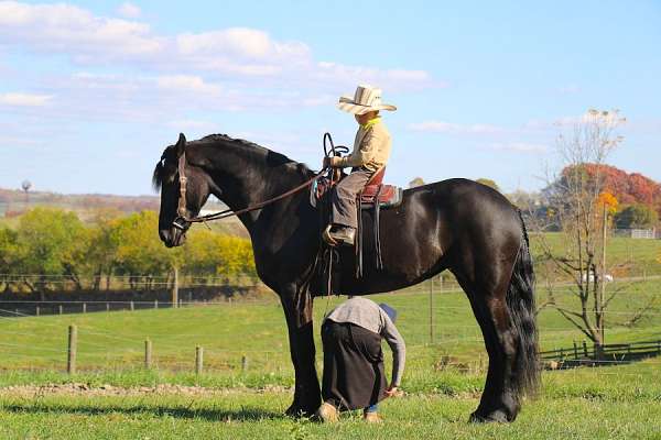 dressage-prospect-friesian-horse