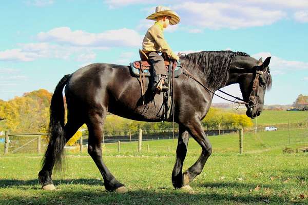 english-pleasure-friesian-horse