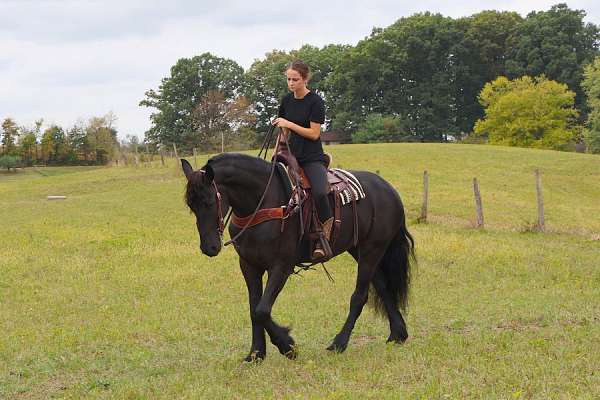 athletic-friesian-horse