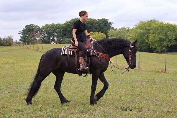 beginner-friesian-horse