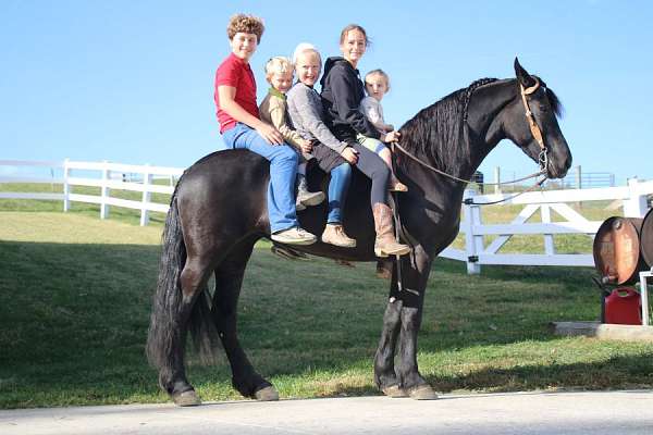 western-pleasure-friesian-horse