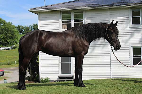 dressage-friesian-horse