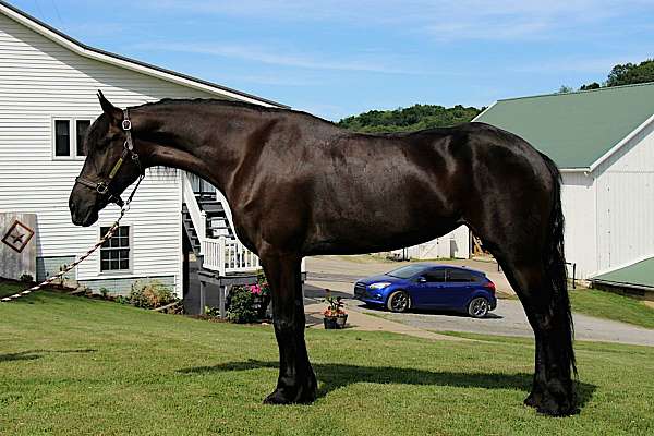 driving-friesian-horse