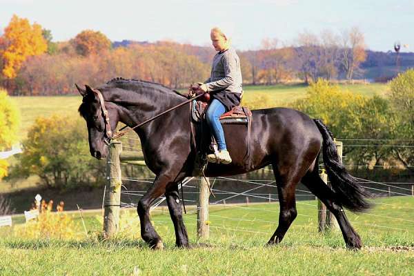 husband-safe-friesian-horse