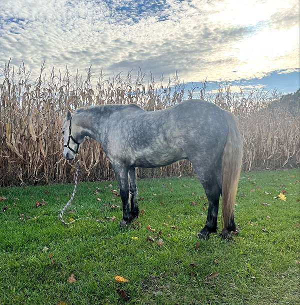 beginner-safe-quarter-pony