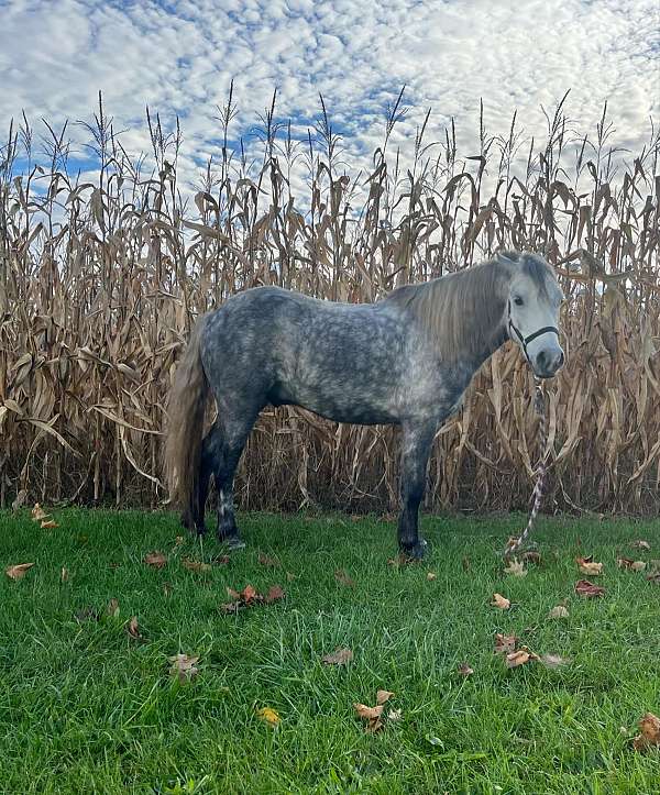 family-pony-quarter