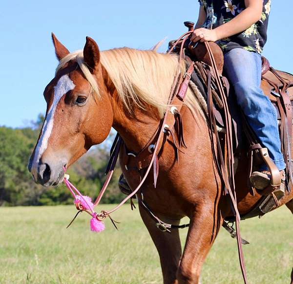 beginner-safe-quarter-horse