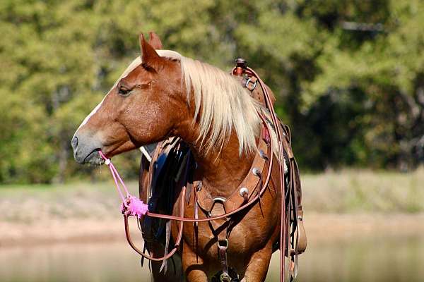 family-horse-quarter