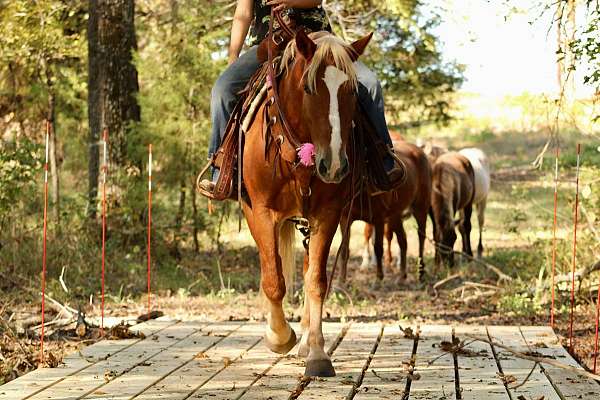 dressage-quarter-horse