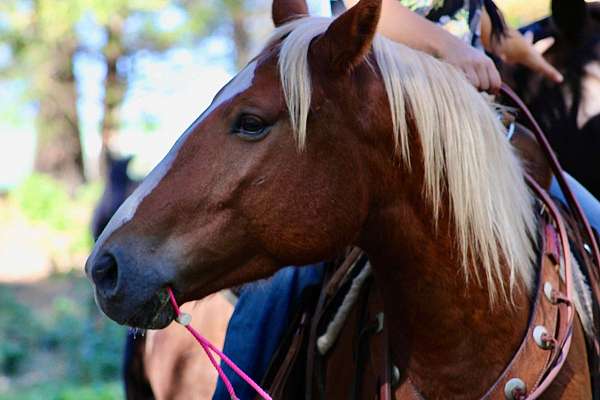 jumper-quarter-horse