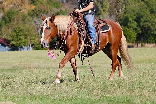 percheron-quarter-horse