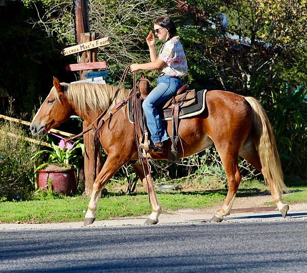 beginner-quarter-horse